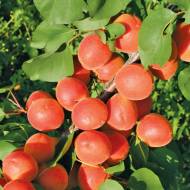 Саженец абрикос Цунами